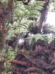 Davallia canariensis