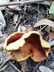 Omphalotus olearius