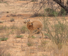 Raphicerus campestris