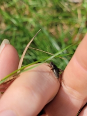 Eunemobius carolinus