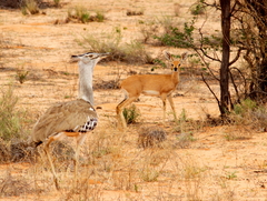 Raphicerus campestris