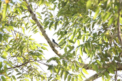 Pygmy Cuckooshrike (Celebesica abbotti), photo 5