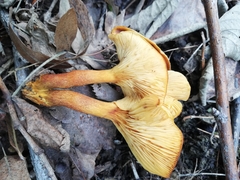 Omphalotus olearius