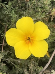 Balbisia peduncularis