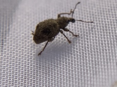 Dasydema hirtella