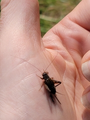 Eunemobius carolinus
