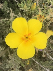 Balbisia peduncularis