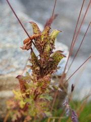 Pedicularis kerneri
