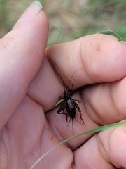 Eunemobius carolinus