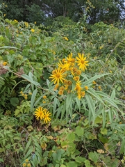 Helianthus grosseserratus