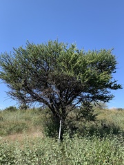Vachellia