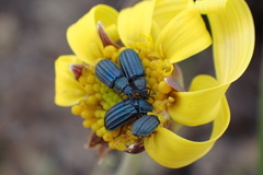Melyris