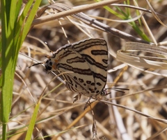 Cigaritis natalensis