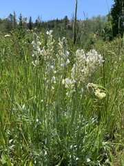 Oxytropis sericea