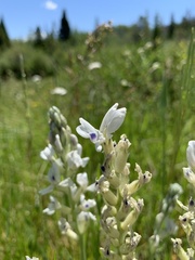 Oxytropis sericea