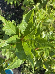Cephalanthus occidentalis