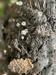 Pilobolus crystallinus