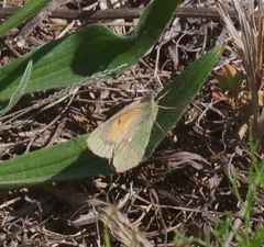 Colias electo