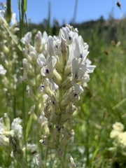 Oxytropis sericea