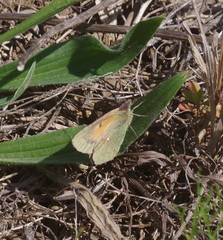 Colias electo