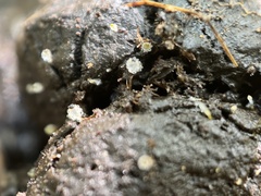 Pilobolus crystallinus