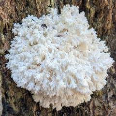 Hericium coralloides
