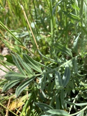 Oxytropis sericea