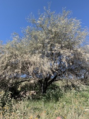 Prosopis juliflora
