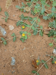 Kallstroemia parviflora