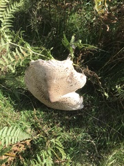 Macrolepiota procera