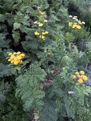 Tanacetum