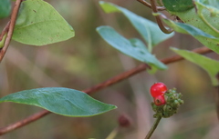 Lonicera periclymenum