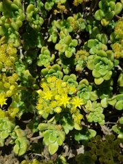 Aeonium lindleyi image