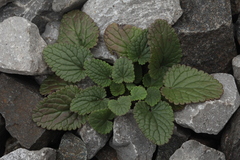 Dracocephalum thymiflorum