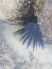 Stomopneustes variolaris