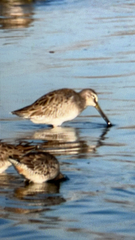 Limnodromus scolopaceus