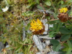 Trifolium badium