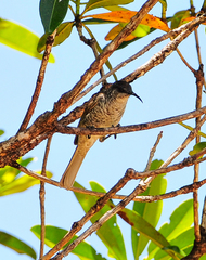 Gliciphila undulata