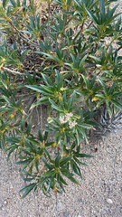 Eriodictyon trichocalyx