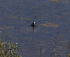 Fulica cristata