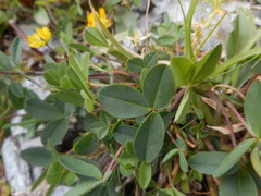 Trifolium badium