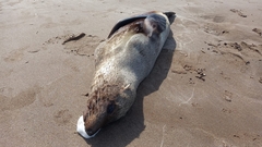 Arctocephalus