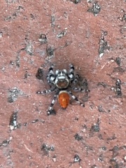 Phidippus adumbratus