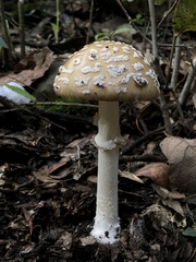 Pantherinae