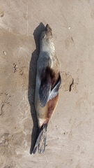 Arctocephalus
