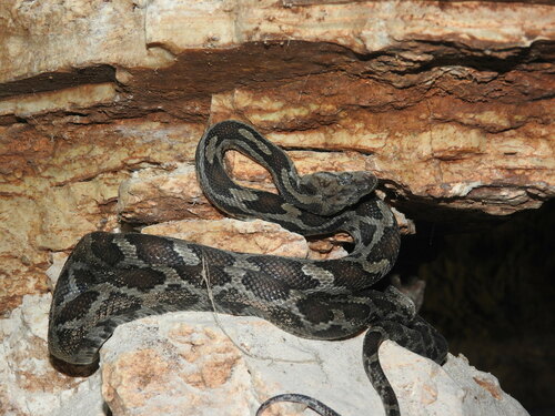 Yucatan Rat Snake