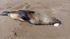 Arctocephalus