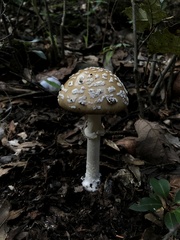 Pantherinae