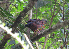 Geotrygon versicolor