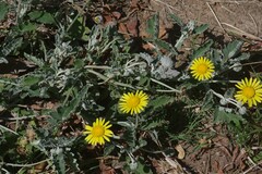 Arctotis arctotoides